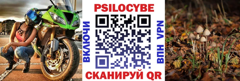 Галлюциногенные грибы Psilocybine cubensis  Горно-Алтайск 